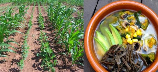 milpa